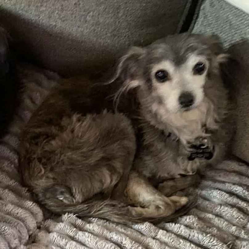 Carol Belle and Danny , adopted, Senior Female Cairn Terrier.