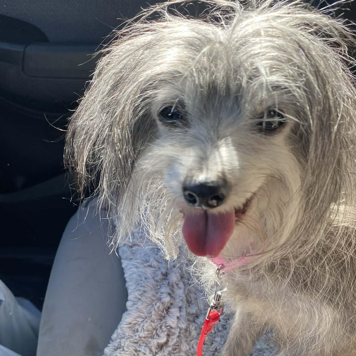 Enlarge Carol Bell and Danny , a ADOPTABLE mixed breed in Marana, AZ image 2/5