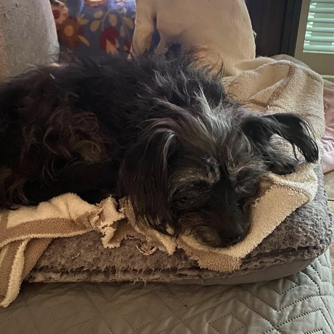 Enlarge Carol Bell and Danny , a ADOPTABLE mixed breed in Marana, AZ image 5/5