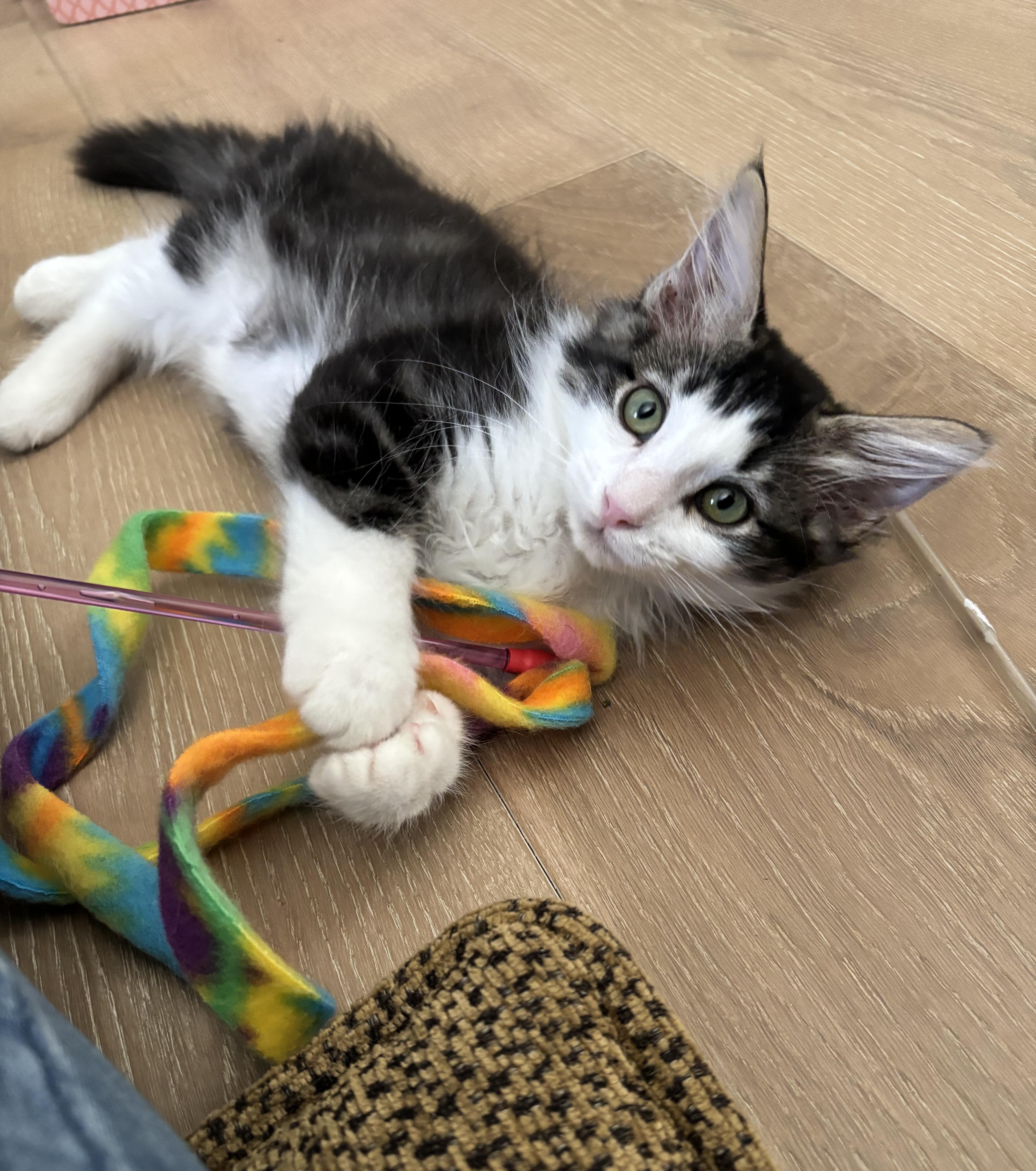 Enlarge Thor, a Adoptable Domestic Medium Hair in Irvine, CA image 6/6