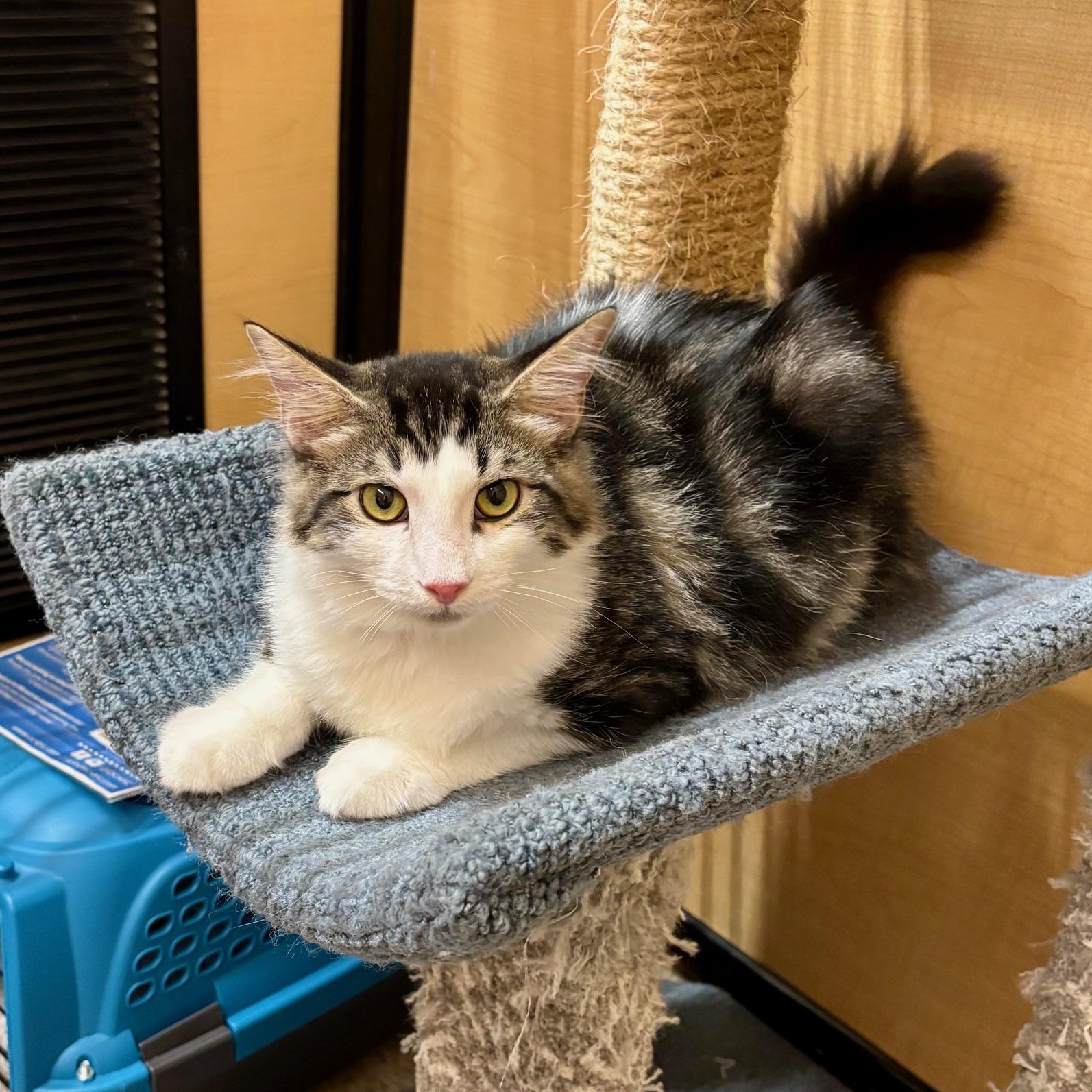 Enlarge Thor, a Adoptable Domestic Medium Hair in Irvine, CA image 4/6