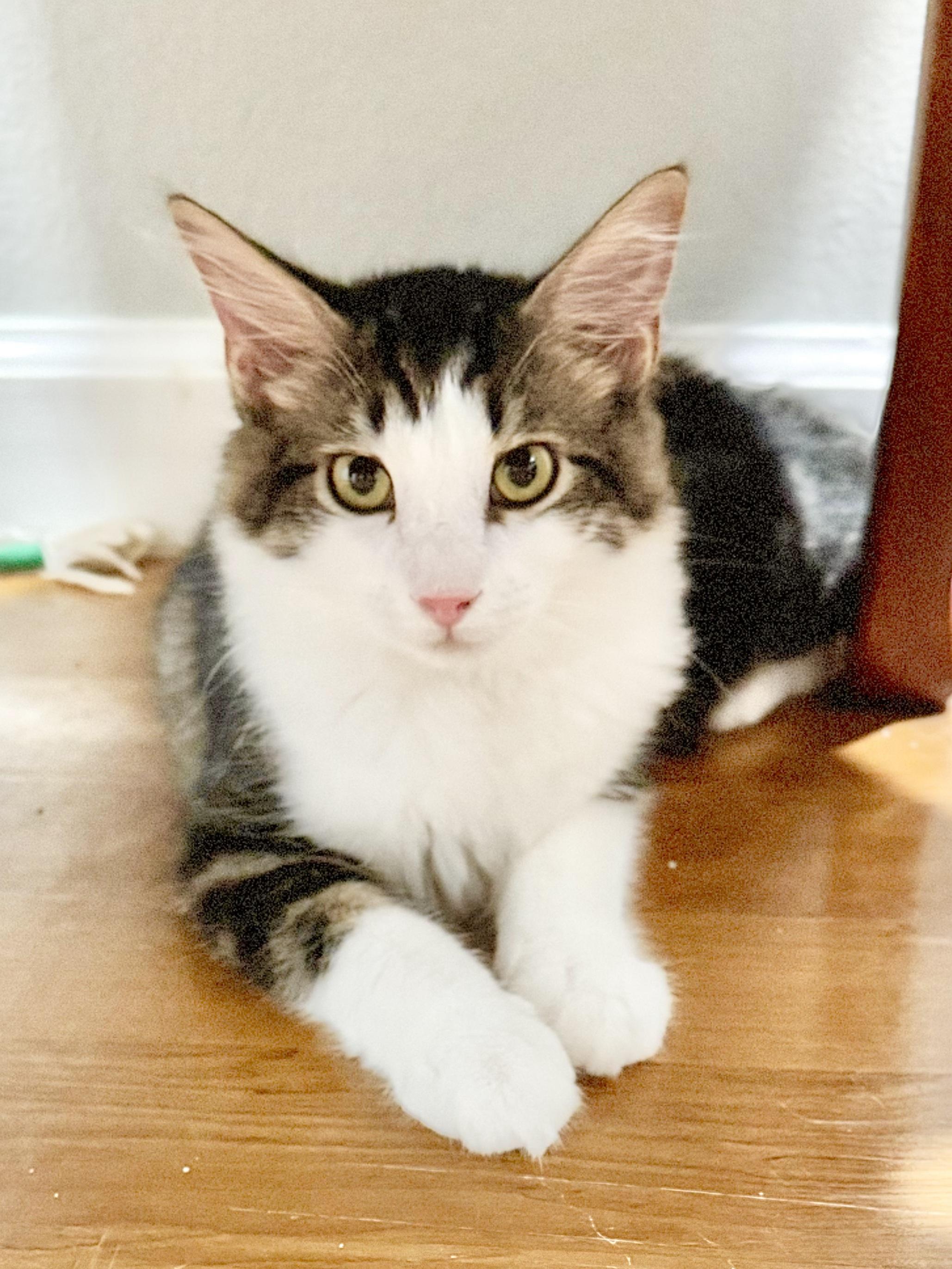 Thor, Adoptable, Kitten Male Domestic Medium Hair.