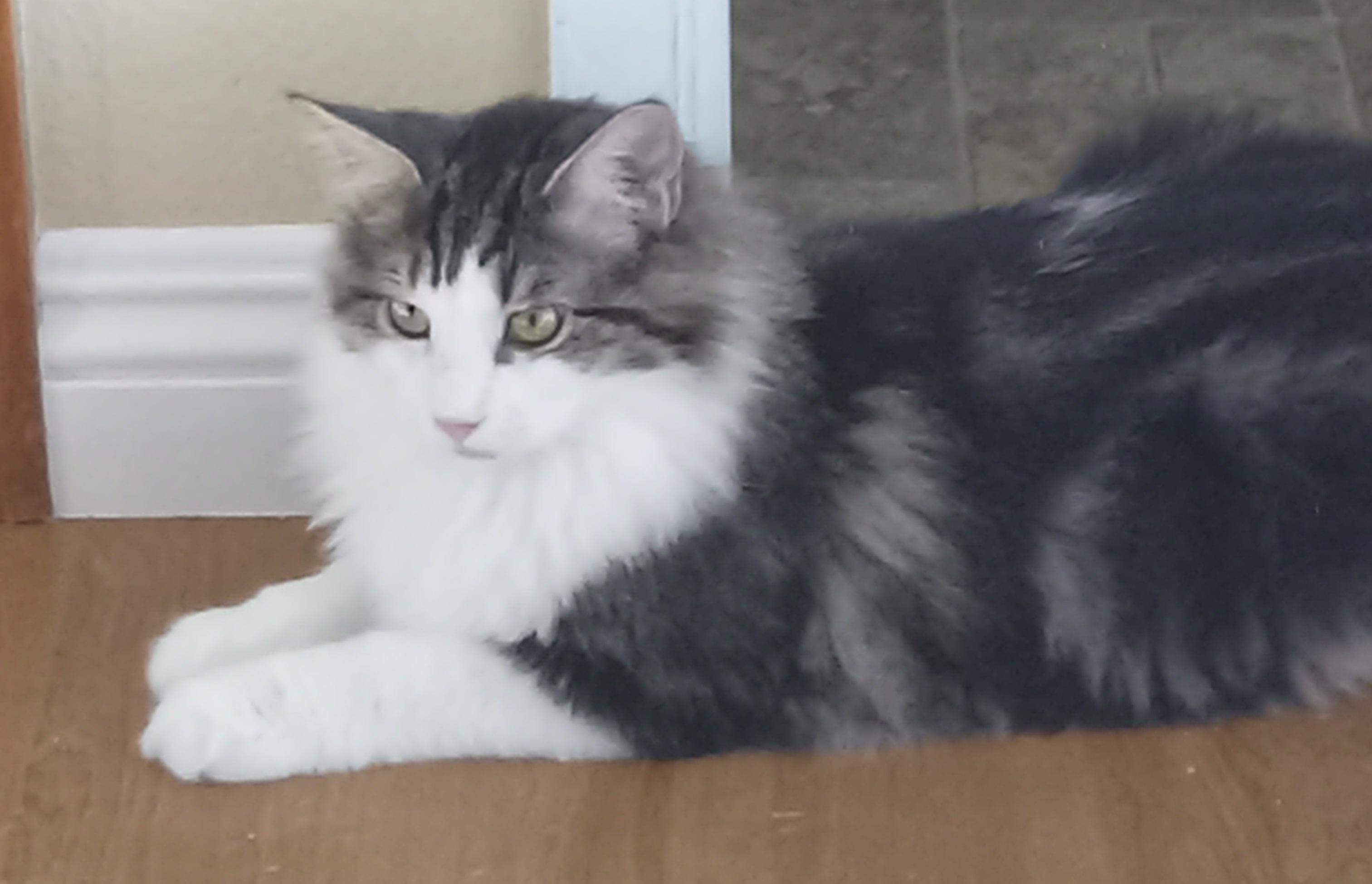 Enlarge Thor, a Adoptable Domestic Medium Hair in Irvine, CA image 2/6