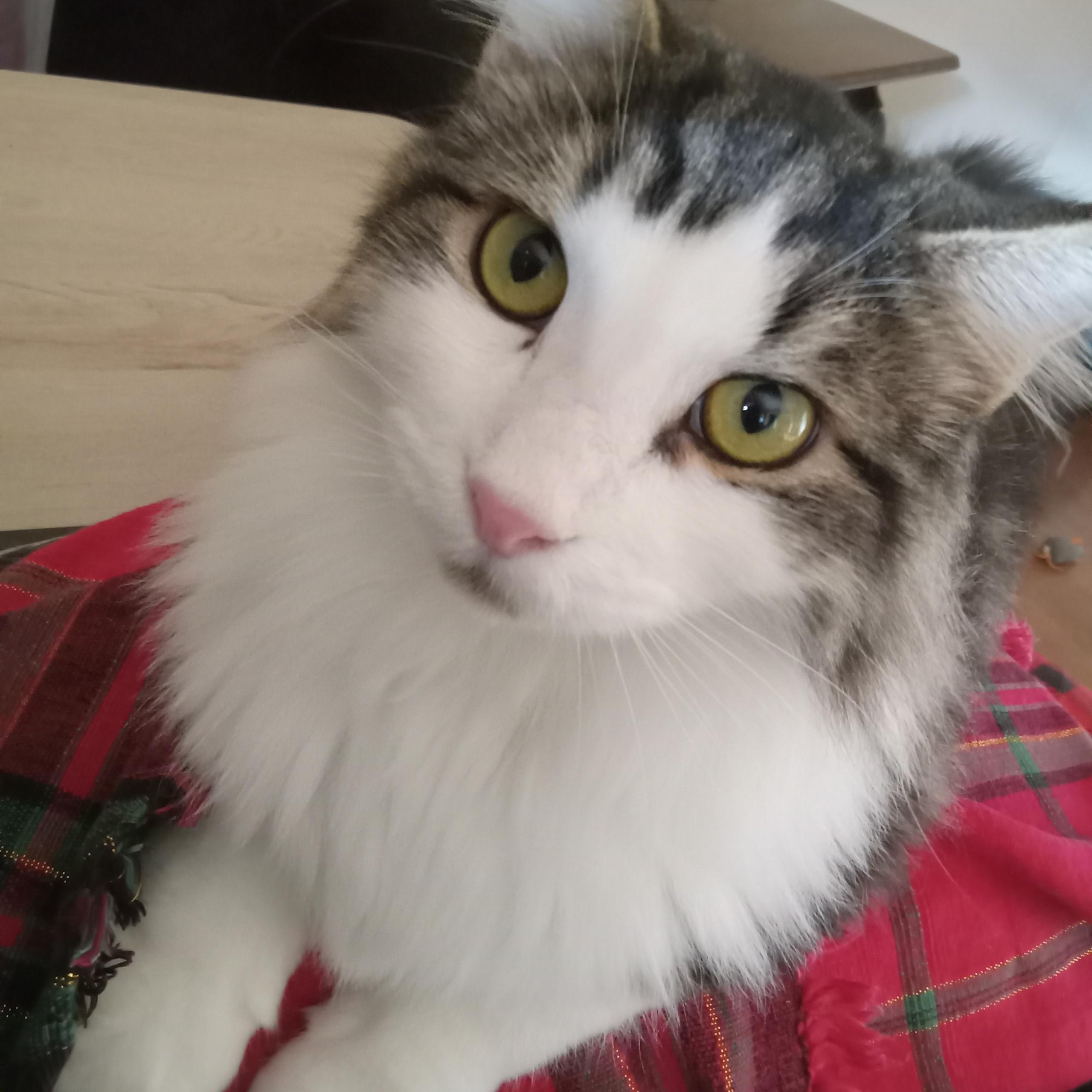 Thor, Adoptable, Kitten Male Domestic Medium Hair.