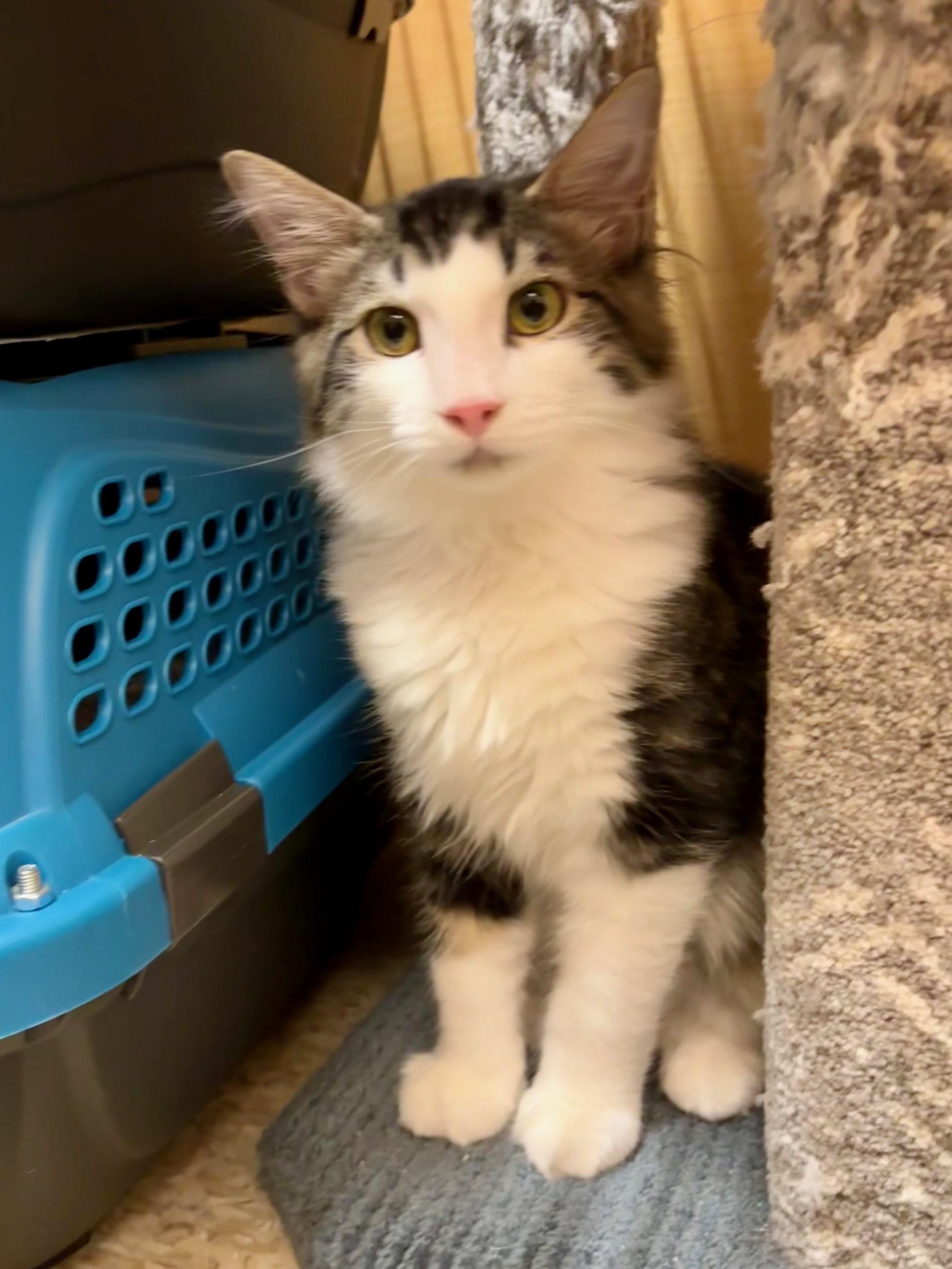 Enlarge Thor, a Adoptable Domestic Medium Hair in Irvine, CA image 5/6