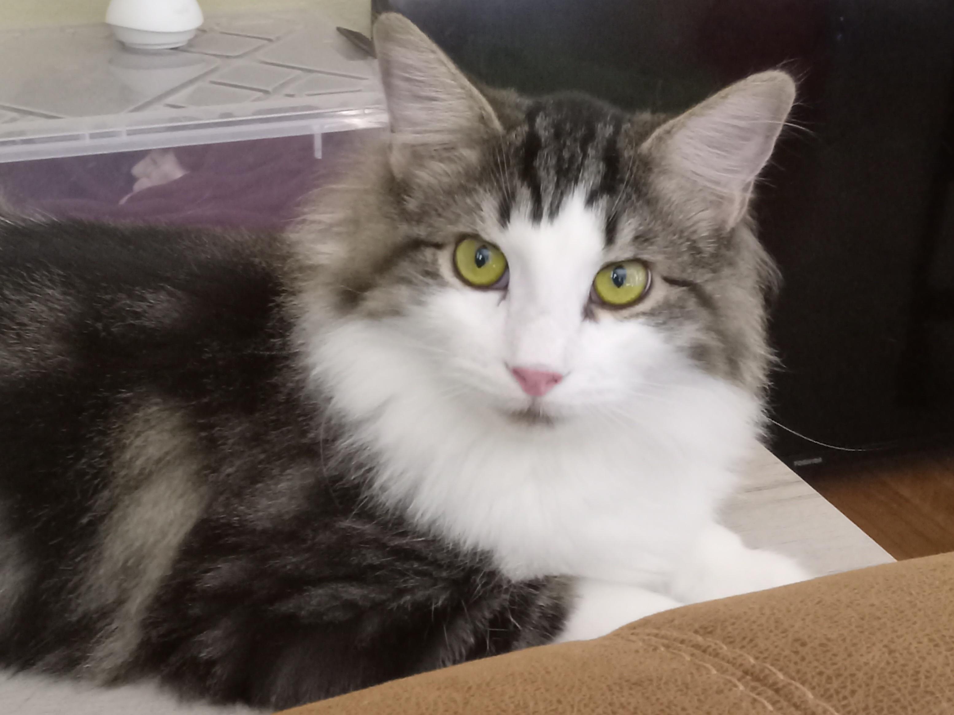 Enlarge Thor, a Adoptable Domestic Medium Hair in Irvine, CA image 3/6