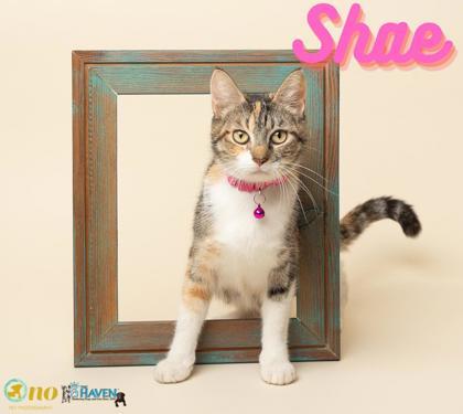 Shae Baby, Adoptable, Adult Female Domestic Medium Hair & Domestic Short Hair.