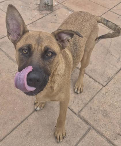 Ginger, Adoptable, Young Female Black Mouth Cur & Mixed Breed.
