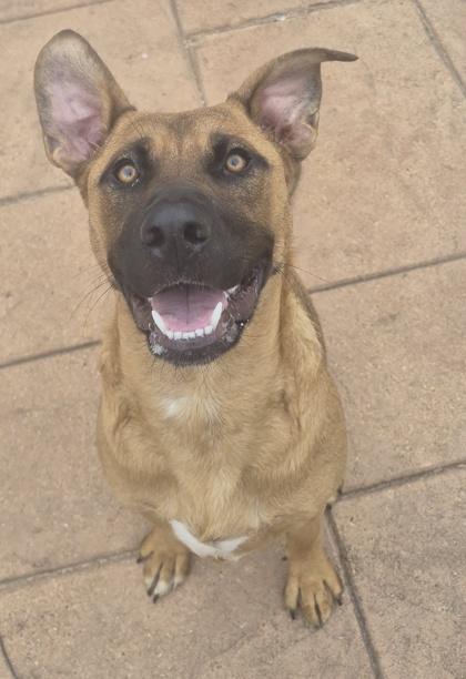 Enlarge Ginger, a Adoptable mixed breed in Shreveport, LA image 2/2