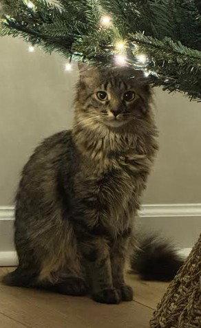 Minnie, a Adopted Domestic Long Hair in Hampstead, NC image 1/3