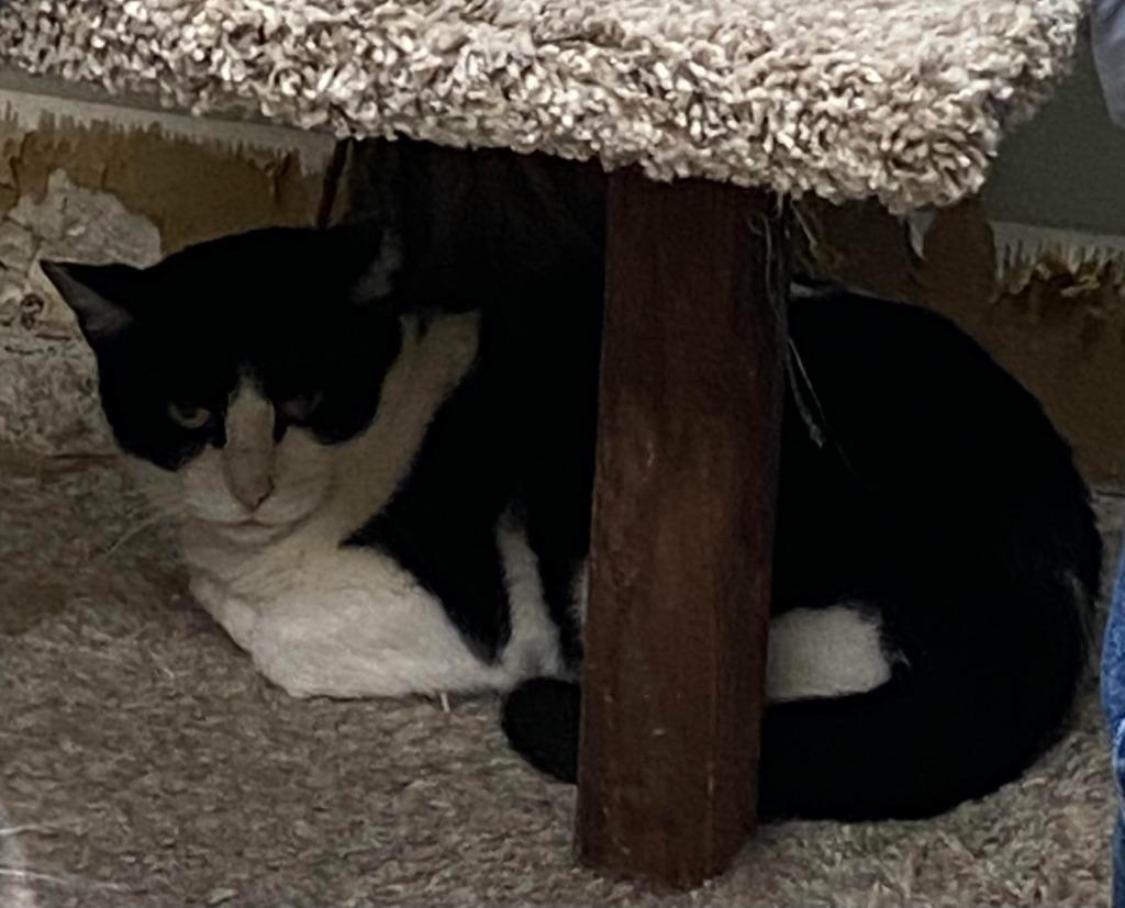 Clair, Adoptable, Young Female Domestic Short Hair.