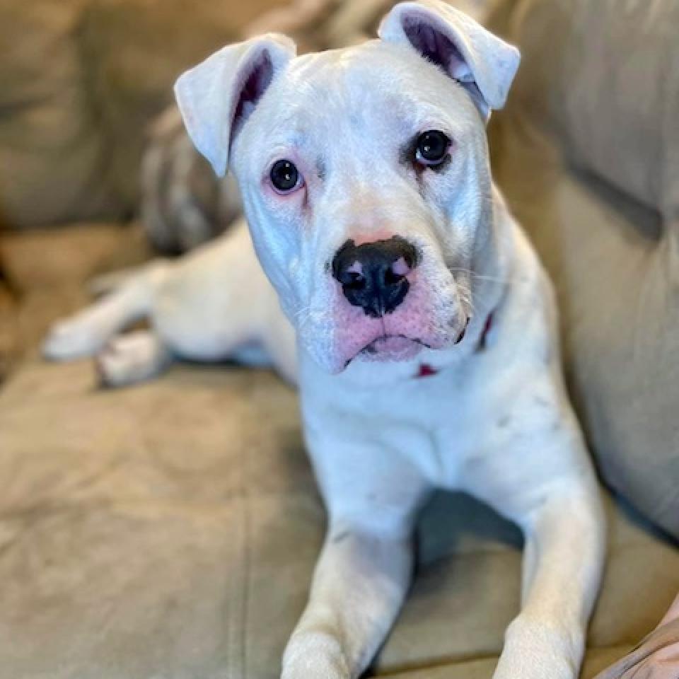 Dia, Adoptable, Adult Female Pit Bull Terrier & Pit Bull Terrier.