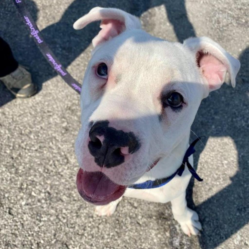 Dia, a Adoptable mixed breed in Shawnee, KS image 2/5