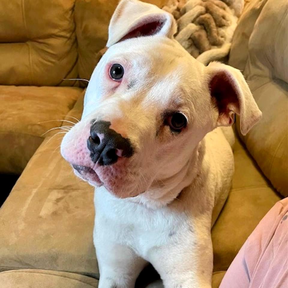 Dia, a Adoptable mixed breed in Shawnee, KS image 3/5