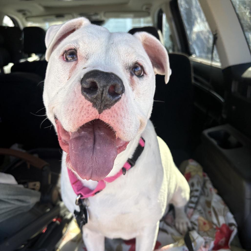 Dia, a Adoptable mixed breed in Shawnee, KS image 4/5