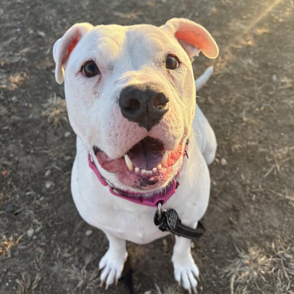 Dia, a Adoptable mixed breed in Shawnee, KS image 5/5