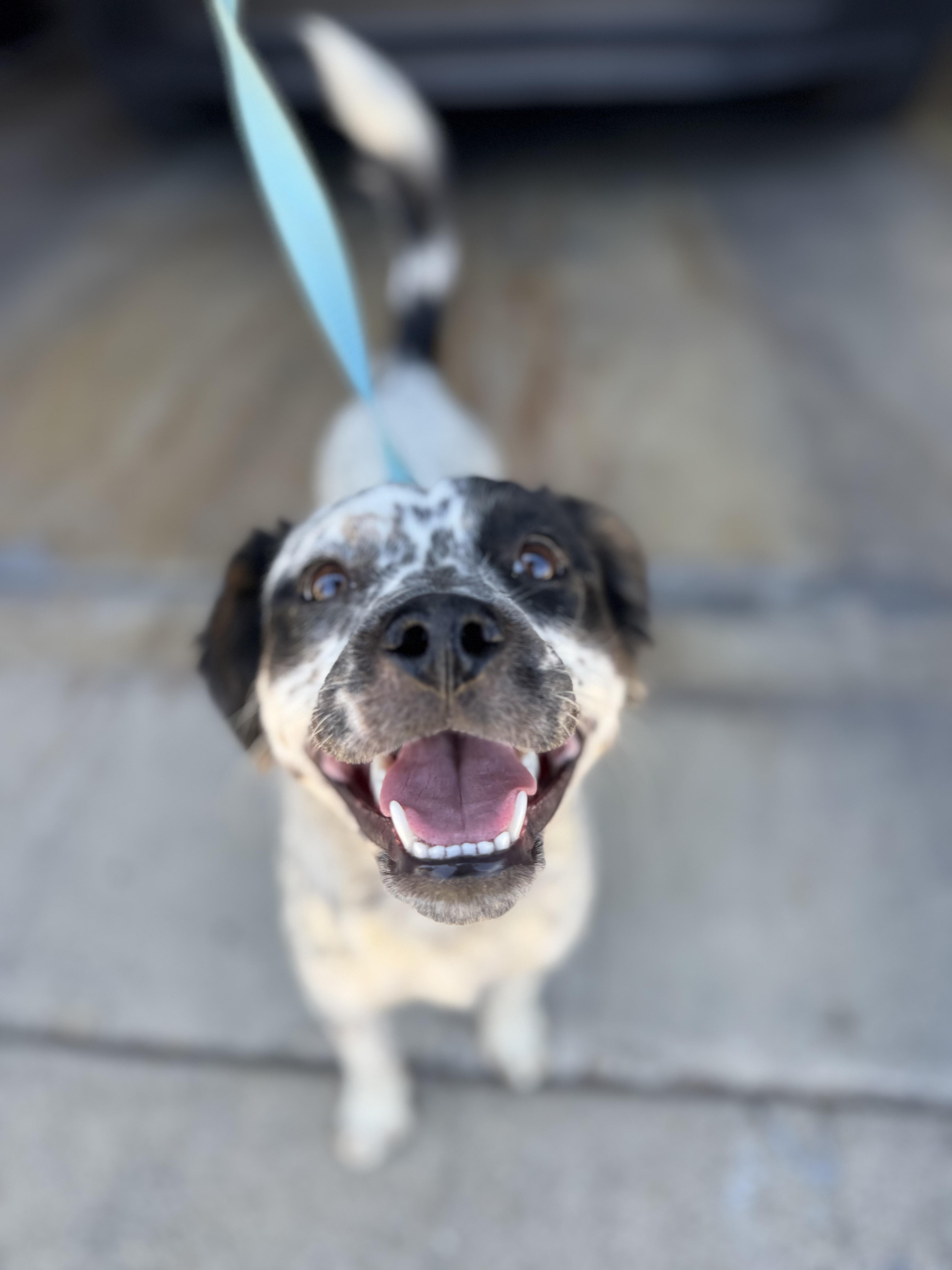 Olive, an adopted mixed breed in Petaluma, CA image 3/6