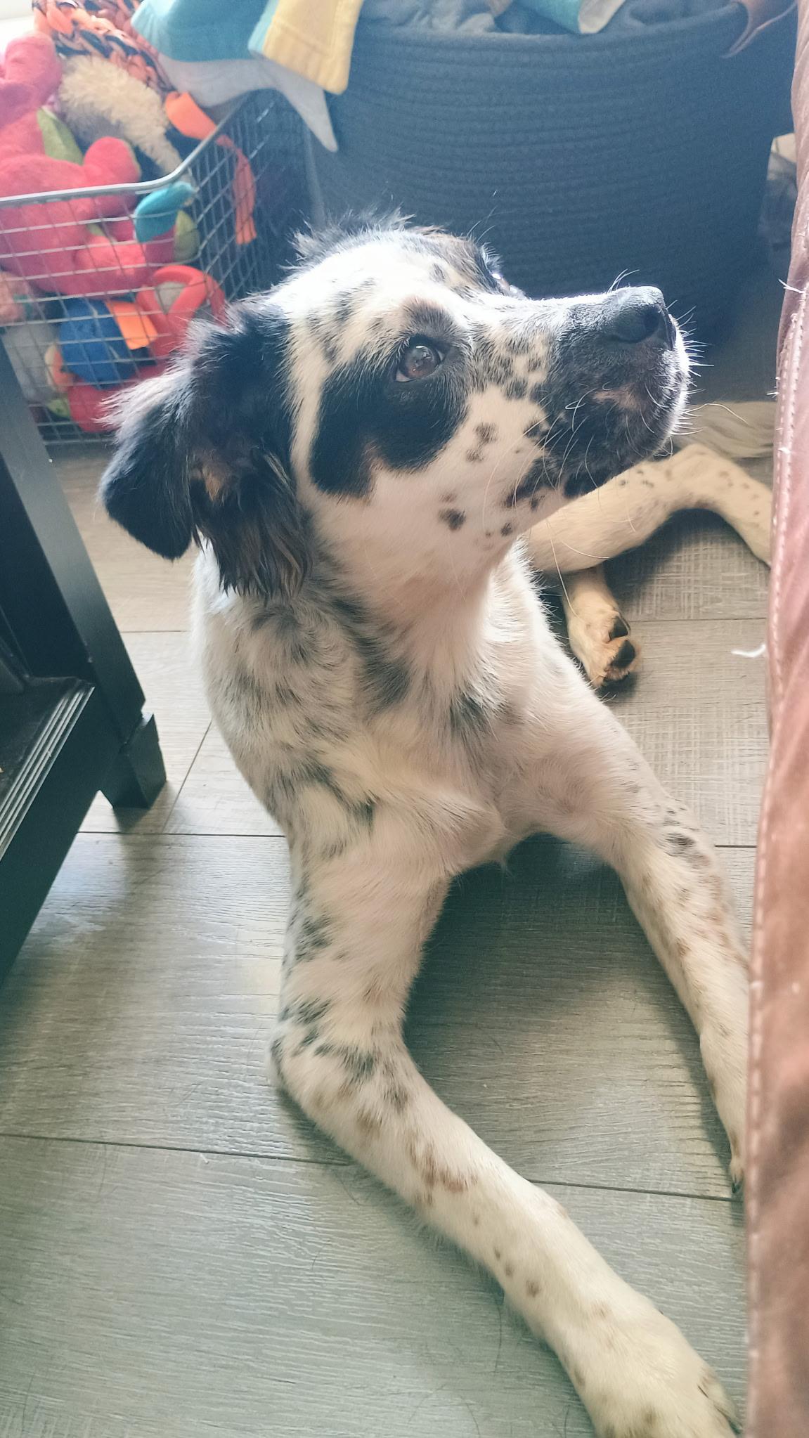 Olive, an adopted mixed breed in Petaluma, CA image 6/6