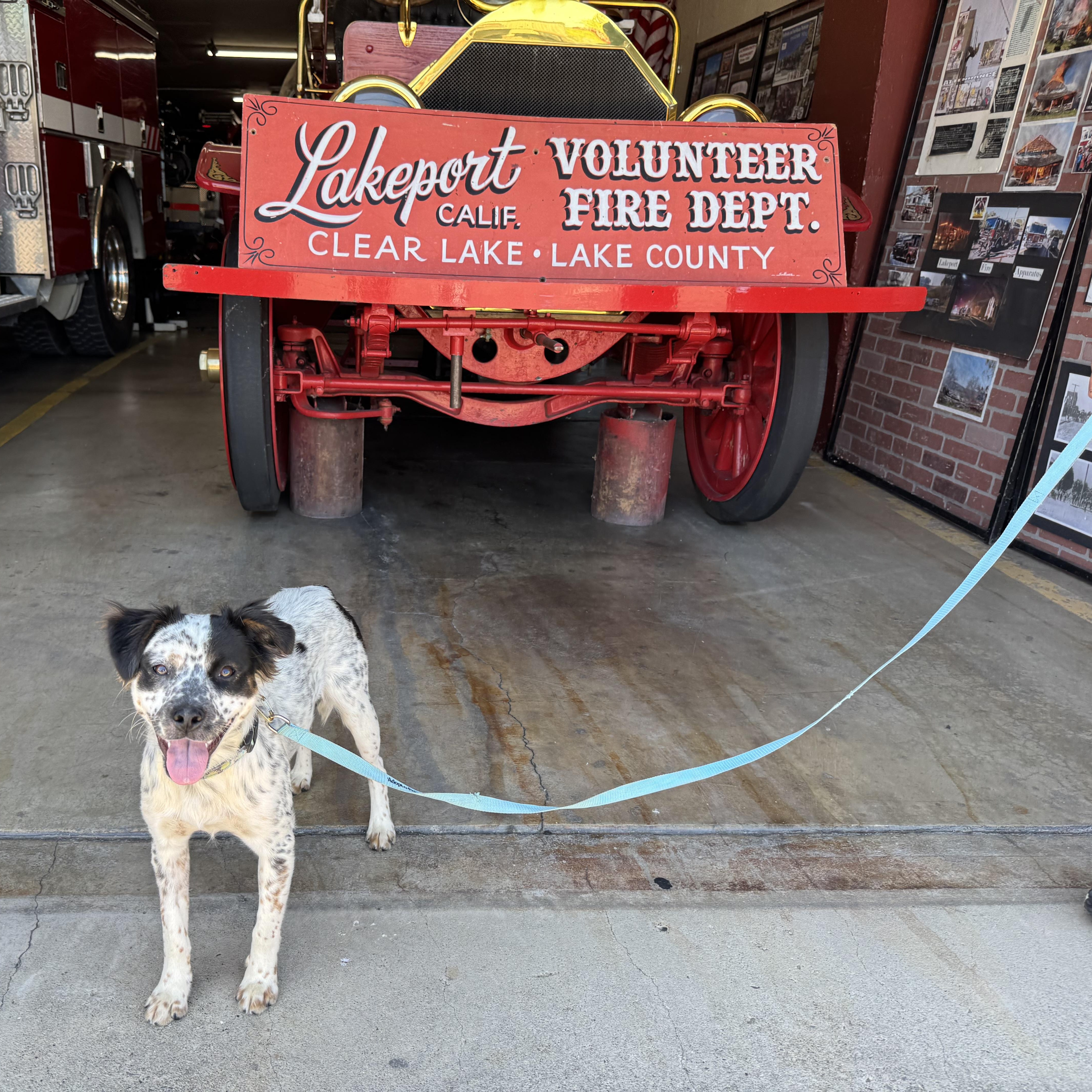 Olive, an adopted mixed breed in Petaluma, CA image 2/6