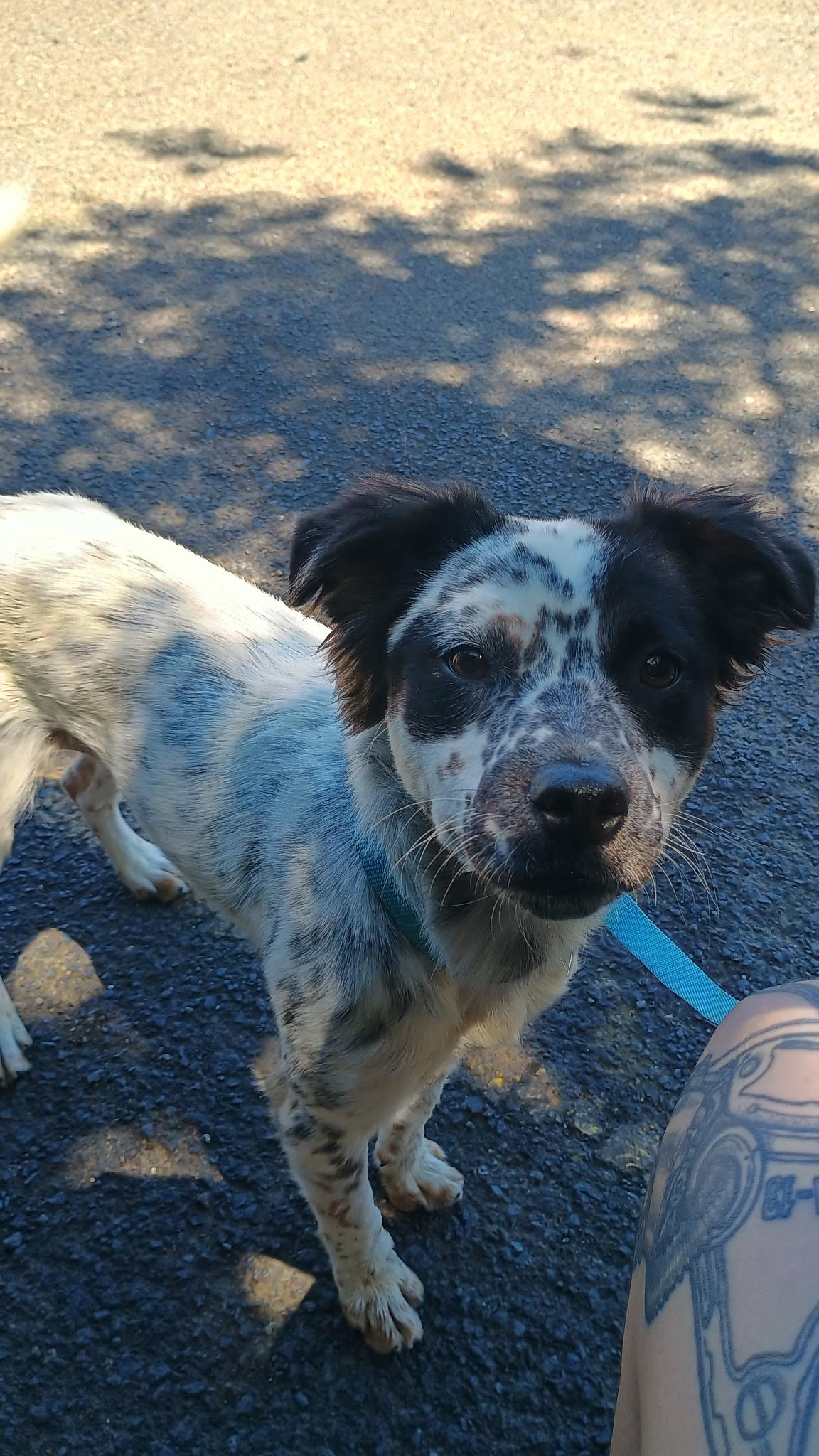 Olive, an adopted mixed breed in Petaluma, CA image 5/6