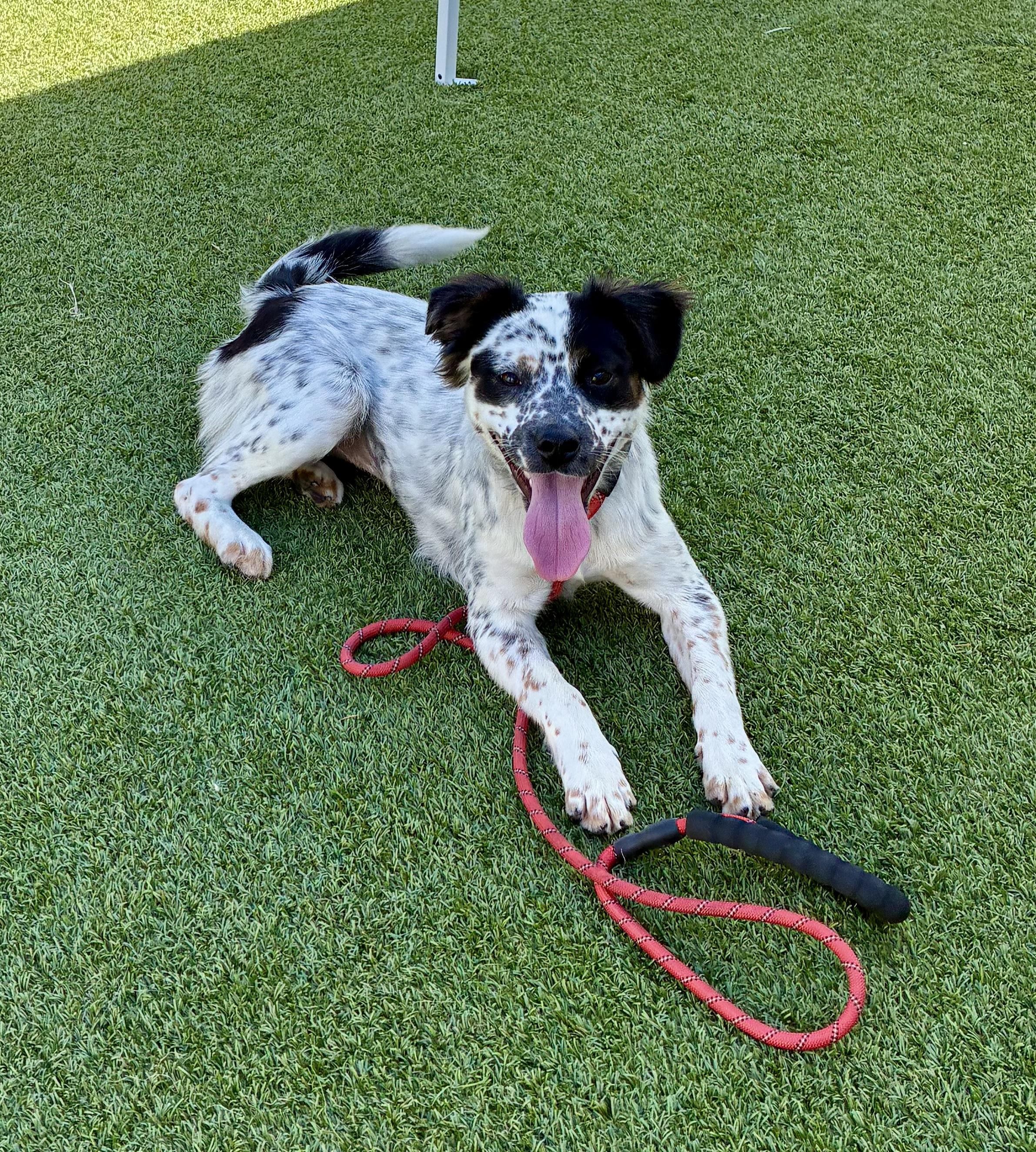 Olive, adopted, Young Female Dalmatian & English Setter.