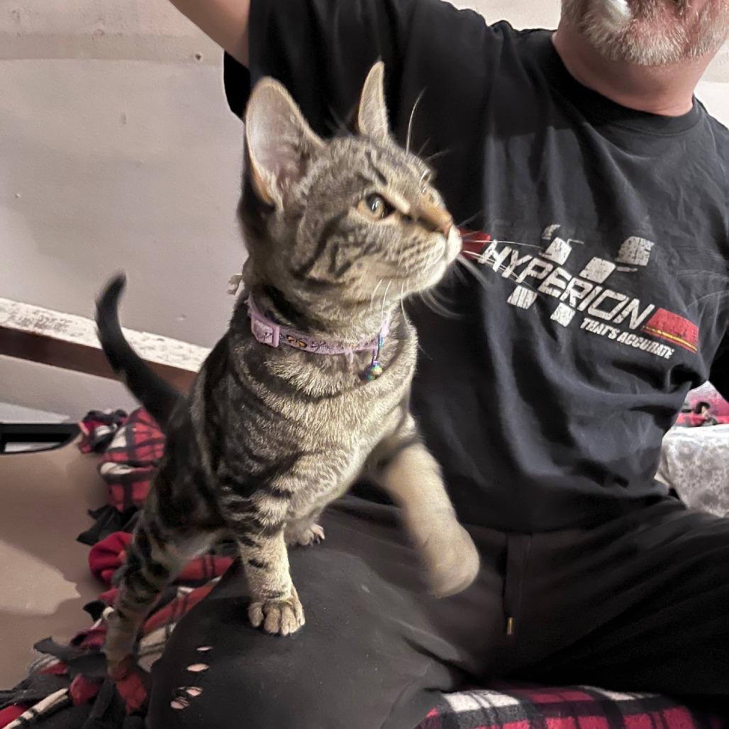 Emory, a Adoptable Domestic Short Hair in Springfield, OR image 1/5