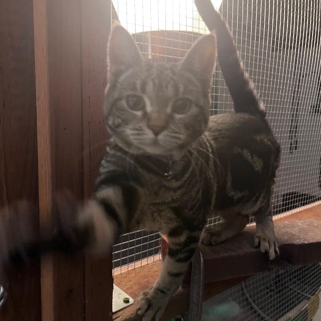 Emory, a Adoptable Domestic Short Hair in Springfield, OR image 2/5