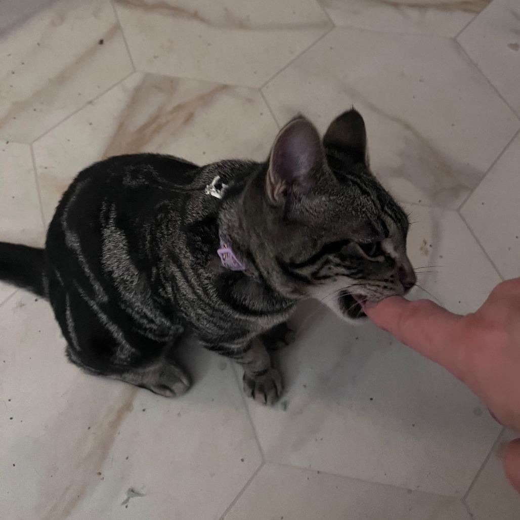Emory, a Adoptable Domestic Short Hair in Springfield, OR image 4/5