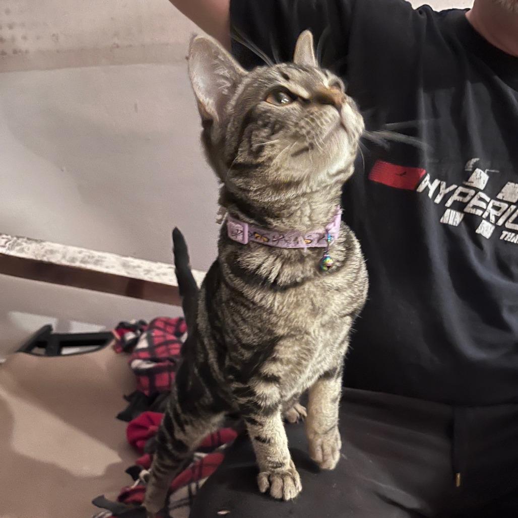 Emory, a Adoptable Domestic Short Hair in Springfield, OR image 5/5