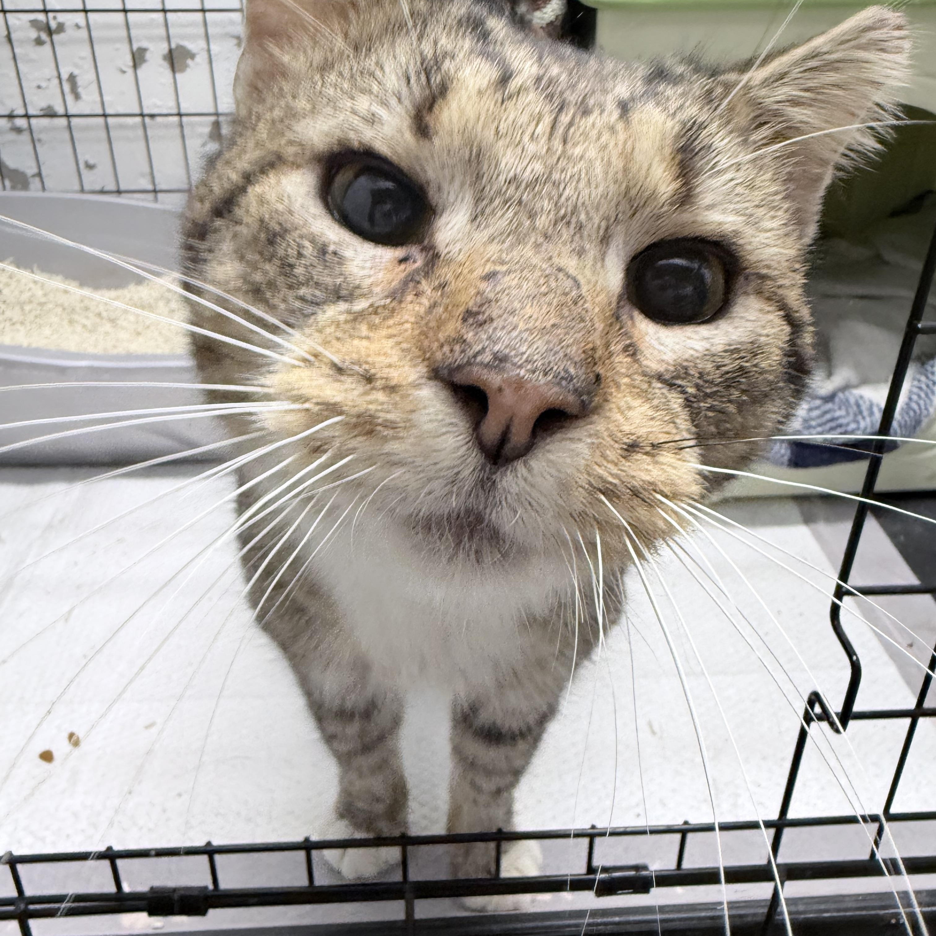 Lioh, an adopted American Shorthair in Philadelphia, PA image 6/6