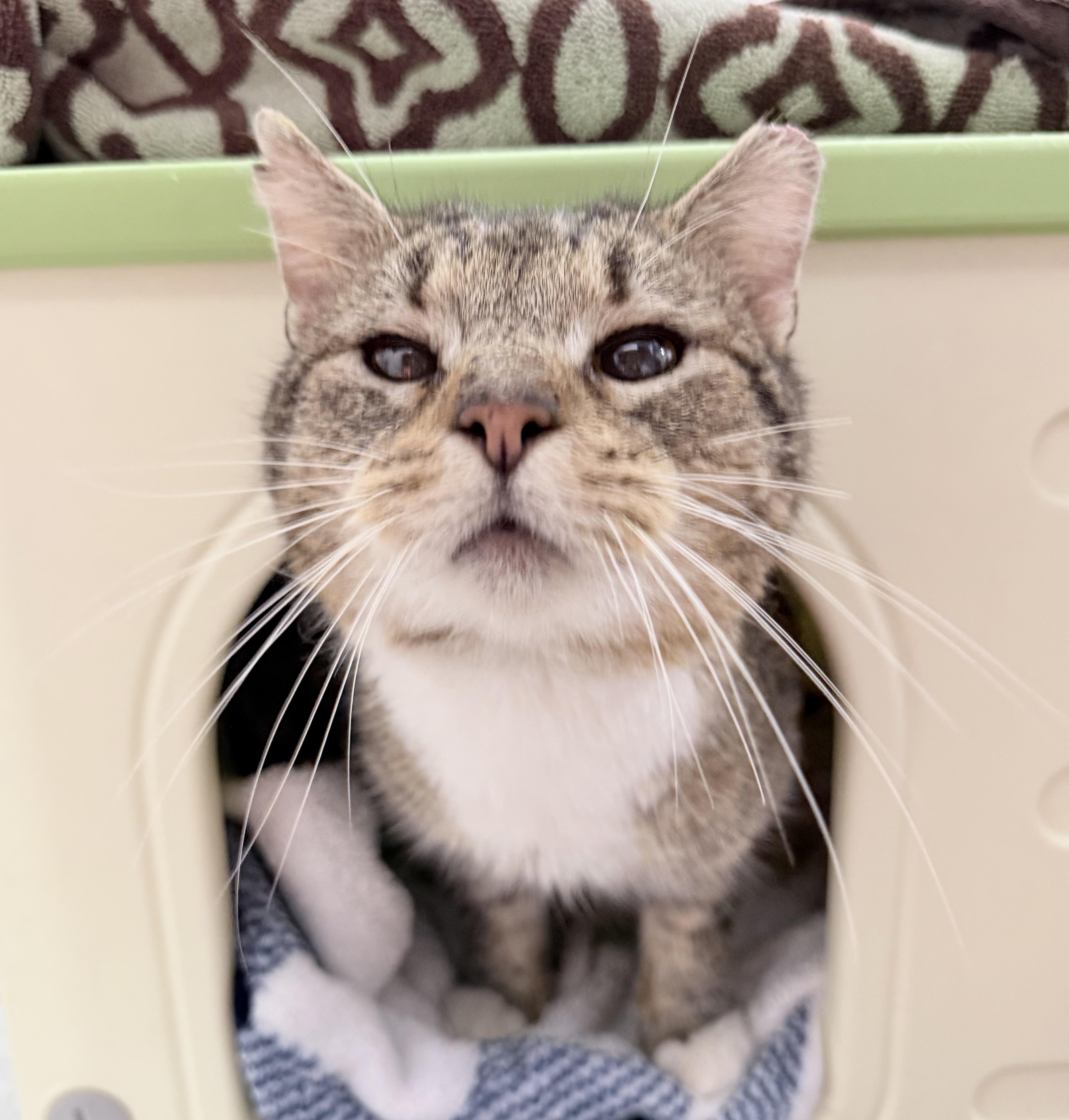 Lioh, an adopted American Shorthair in Philadelphia, PA image 5/6