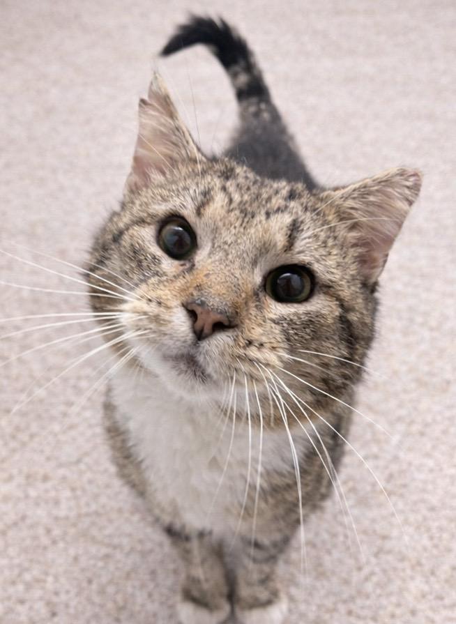 Lioh, adopted, Adult Male American Shorthair.