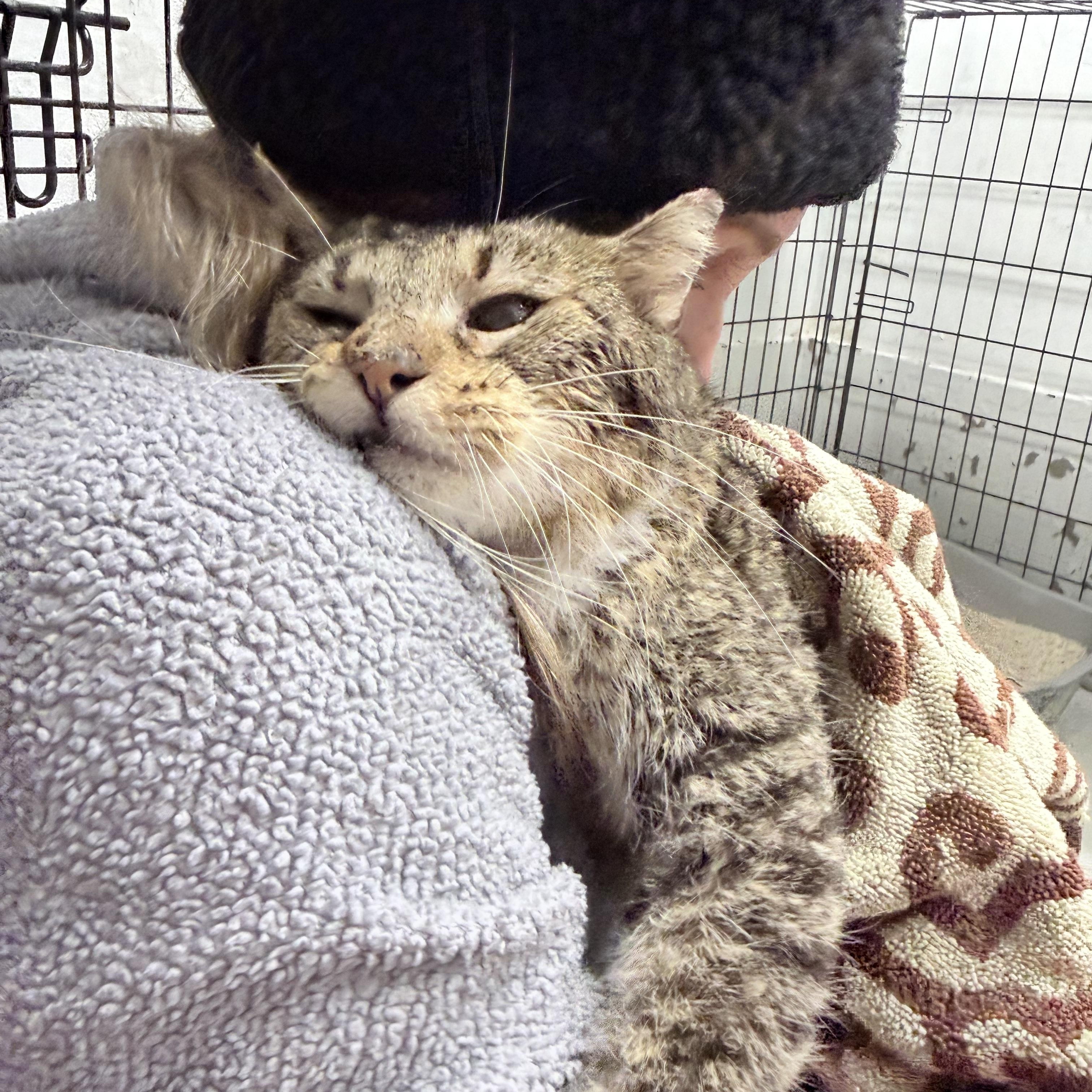 Lioh, an adopted American Shorthair in Philadelphia, PA image 2/6