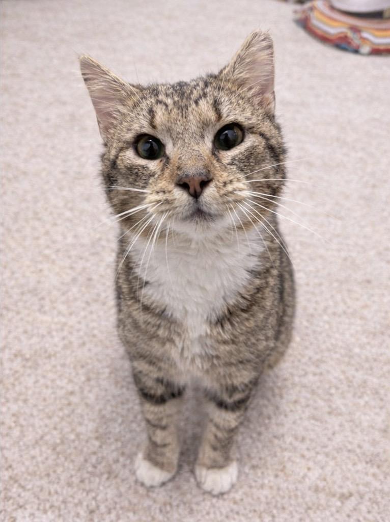 Lioh, an adopted American Shorthair in Philadelphia, PA image 4/6