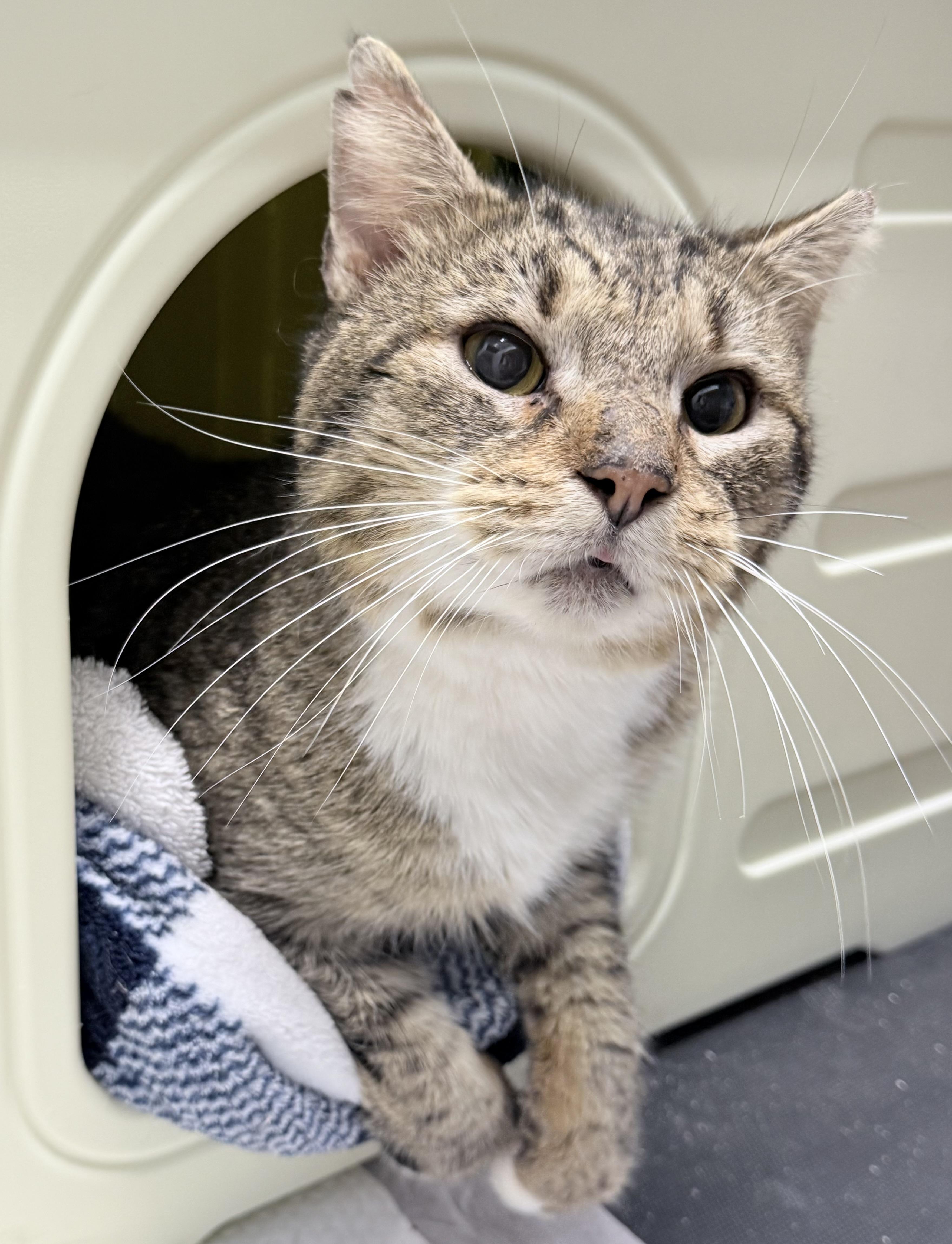 Lioh, an adopted American Shorthair in Philadelphia, PA image 3/6