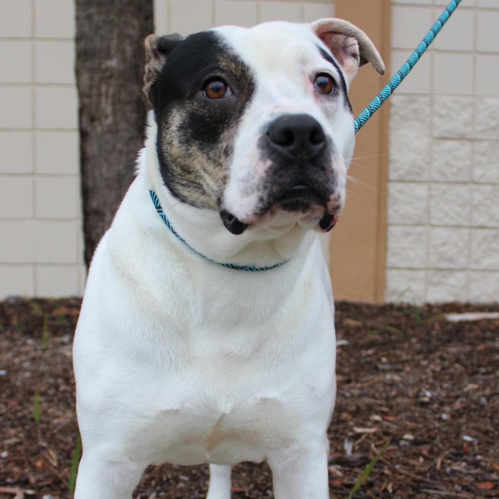 Beso, a Adoptable Mixed Breed in Williston, FL image 1/6