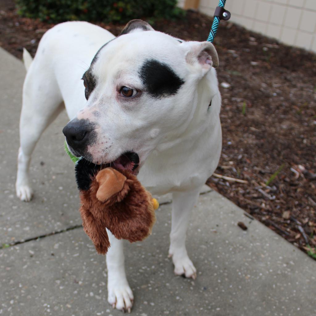 Beso, a Adoptable Mixed Breed in Williston, FL image 2/6