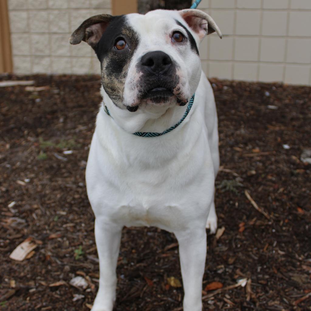 Beso, a Adoptable Mixed Breed in Williston, FL image 3/6