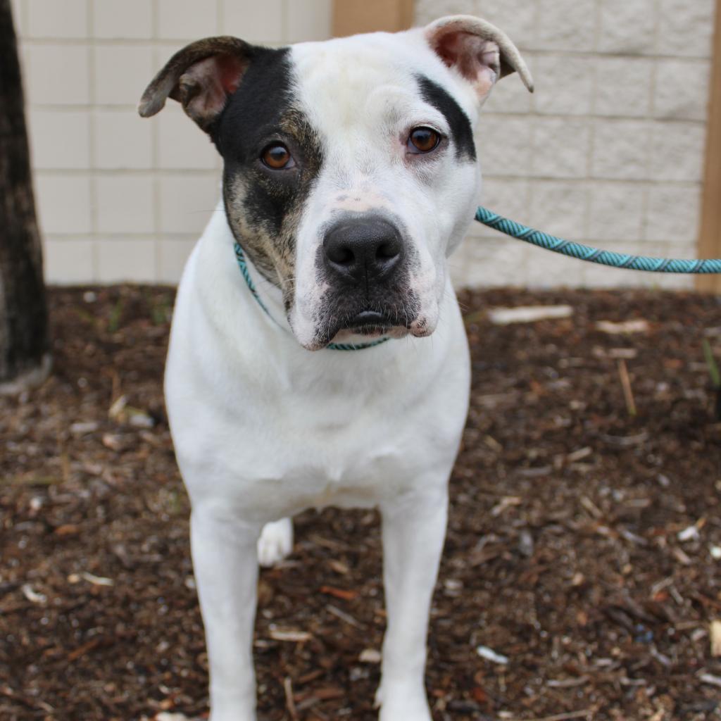 Beso, a Adoptable Mixed Breed in Williston, FL image 4/6