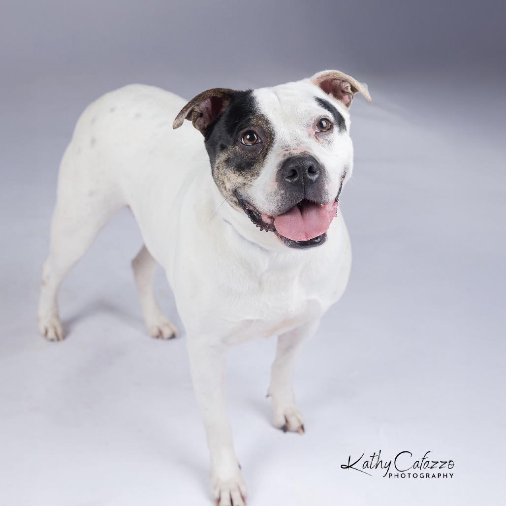 Beso, a Adoptable Mixed Breed in Williston, FL image 5/6