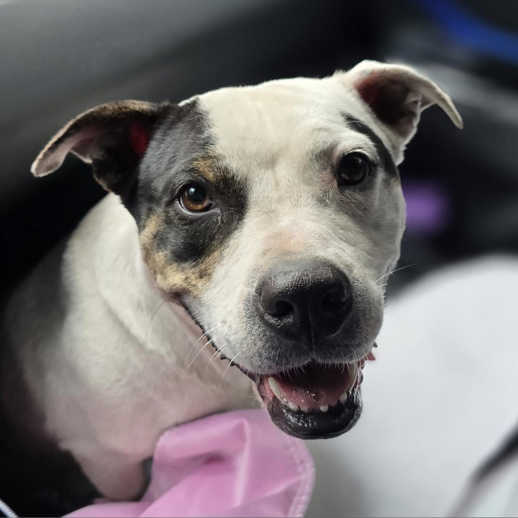 Beso, a Adoptable Mixed Breed in Williston, FL image 6/6