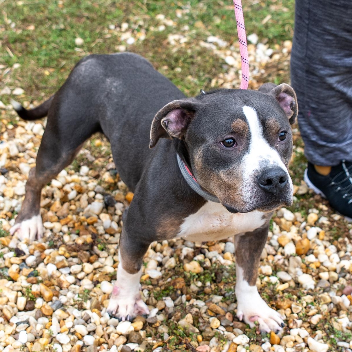 Enlarge Loki, a ADOPTABLE Pit Bull Terrier in King George, VA image 3/5