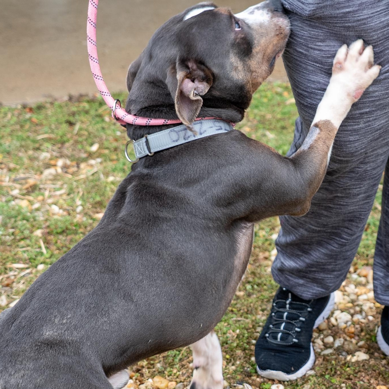 Enlarge Loki, a ADOPTABLE Pit Bull Terrier in King George, VA image 2/5