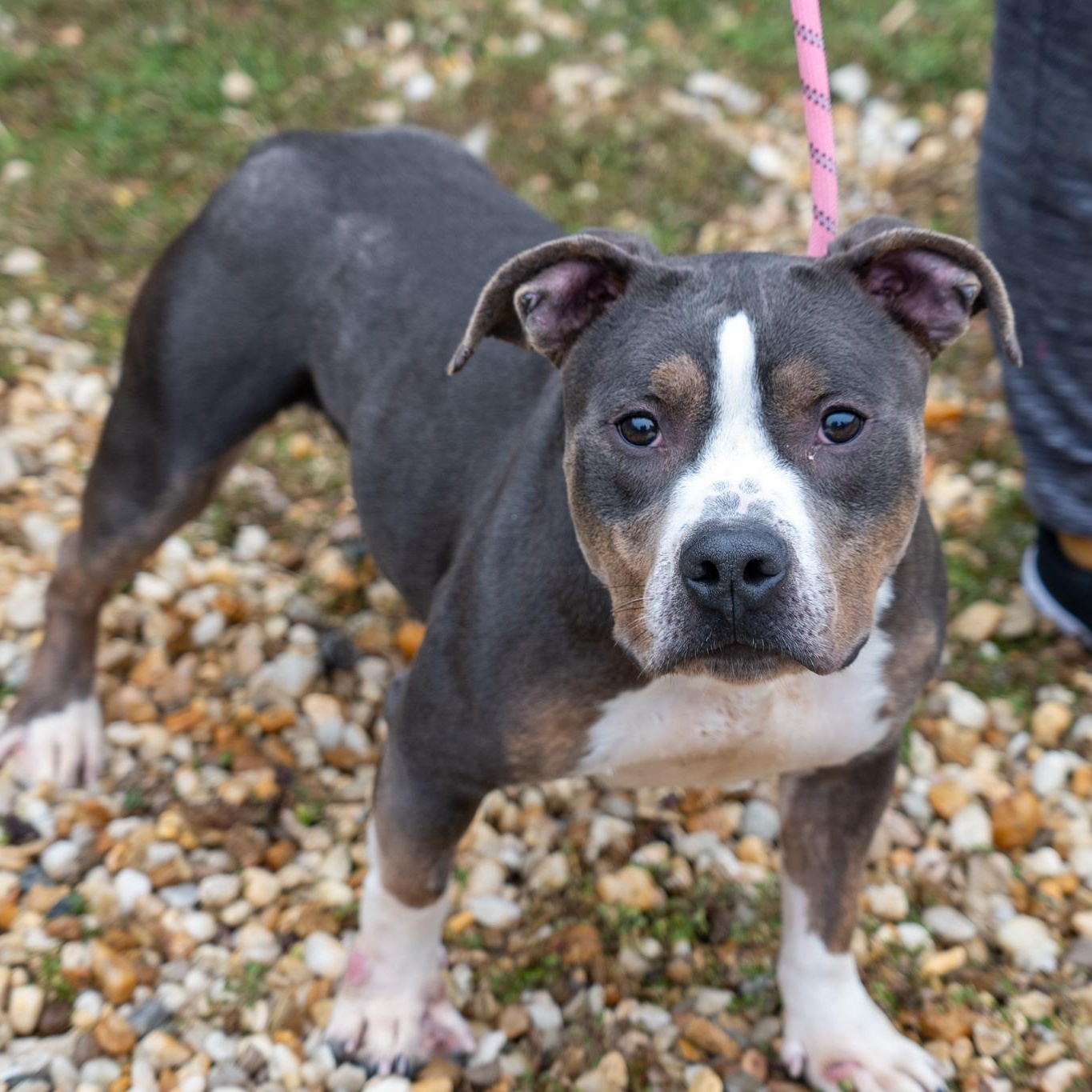 Loki, ADOPTABLE, Young Male Pit Bull Terrier.