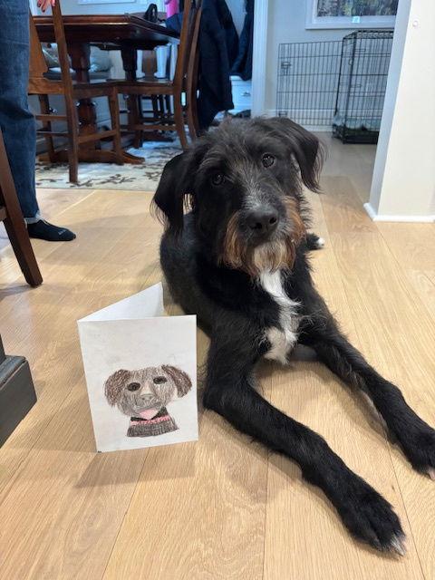 Eva's Archer TX, a Adopted mixed breed in Boonton, NJ image 2/3