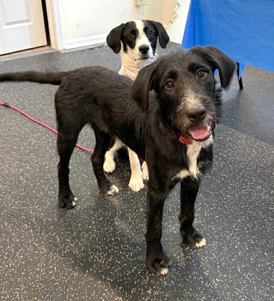 Enlarge Eva's Archer TX, a Adopted mixed breed in Boonton, NJ image 2/3