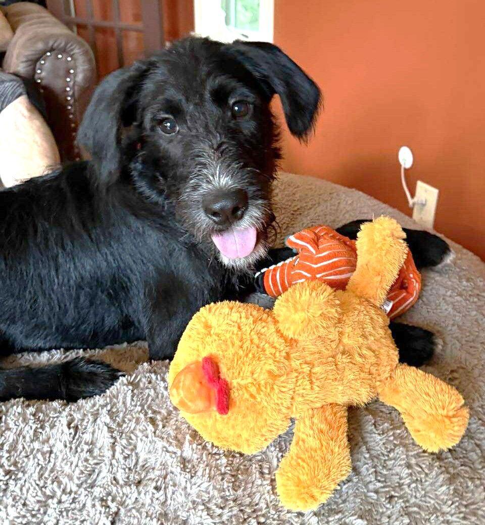 Enlarge Eva's Archer TX, a Adopted mixed breed in Boonton, NJ image 3/3