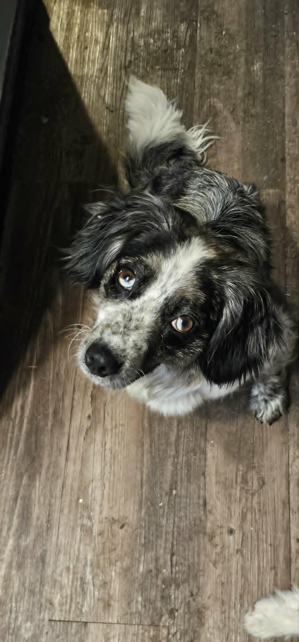 Lark, ADOPTABLE, Young Female Shetland Sheepdog / Sheltie.