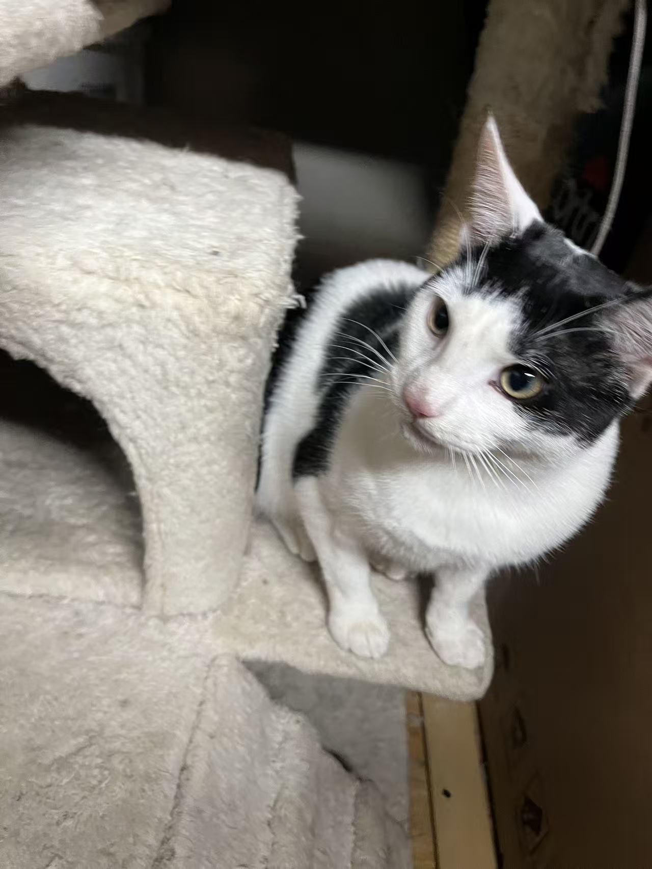 Enlarge Manuel, a ADOPTABLE mixed breed in Flushing, NY image 6/6