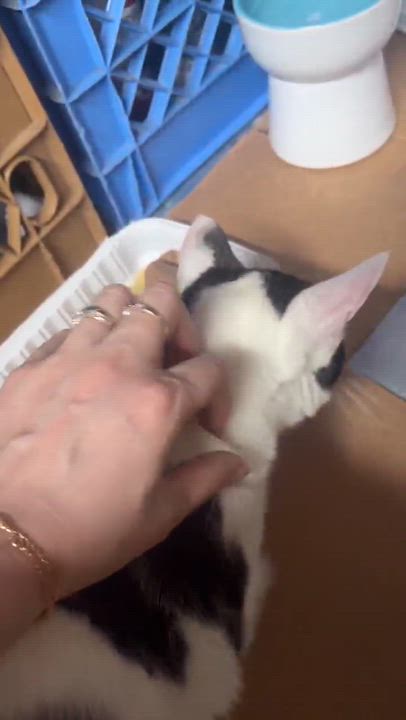 Enlarge Manuel, a ADOPTABLE mixed breed in Flushing, NY video 3/6